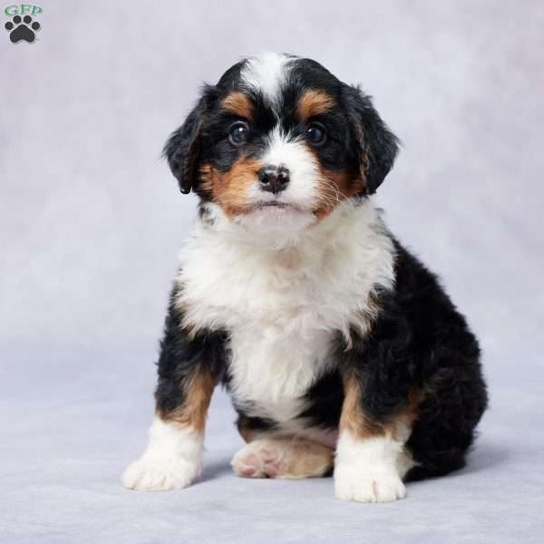 Cici, Mini Bernedoodle Puppy